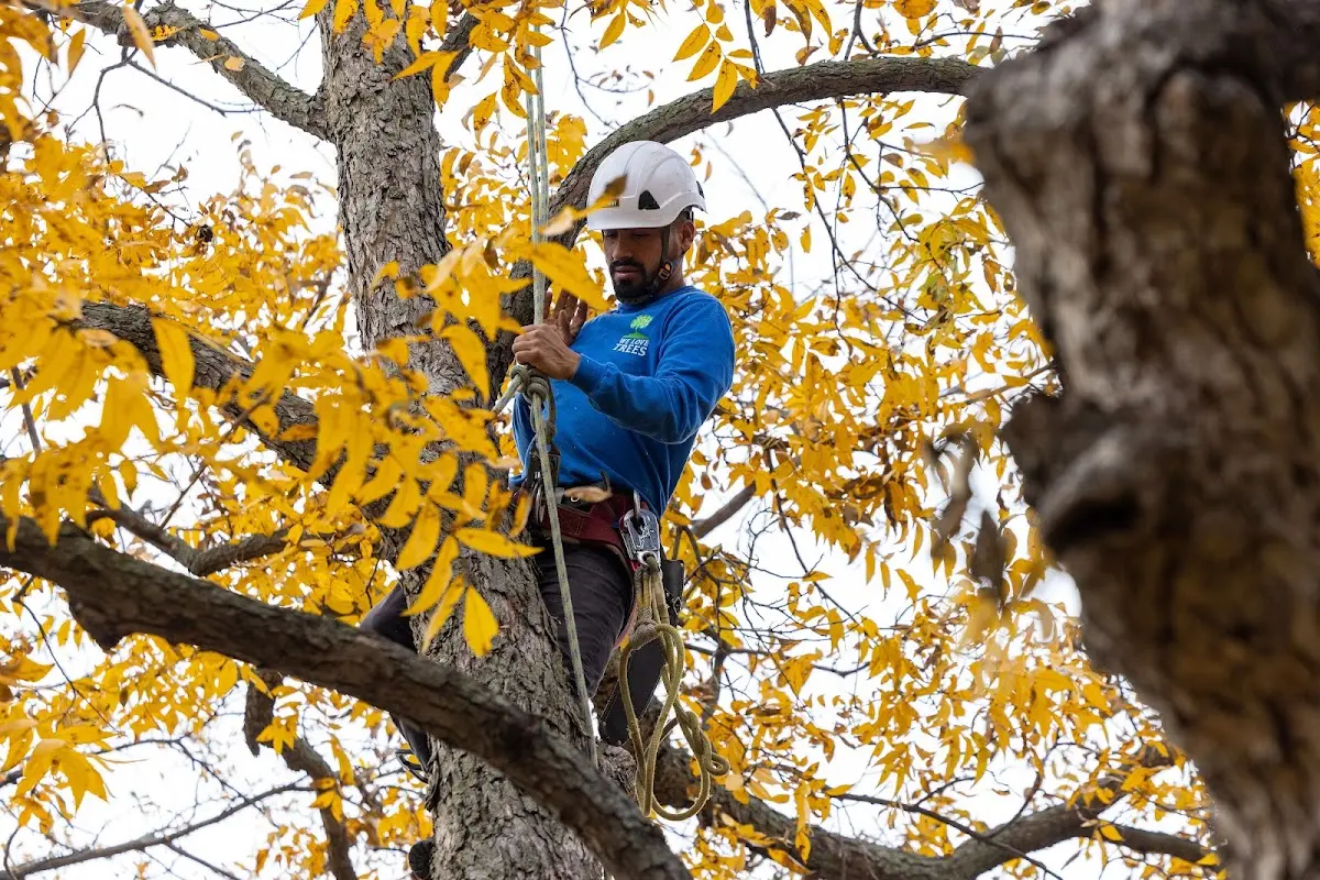 Skilled Tree Transplanting crew working in Hovland